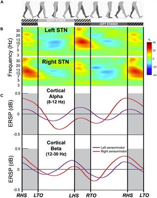 Brain Network Oscillations During Gait in Parkinson’s Disease